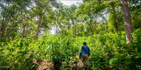 Pemulihan hutan besar-besaran di Asia masih kekurangan bibit tanaman asli yang berkualitas