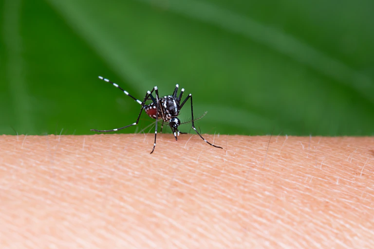 A mosquito on human skin