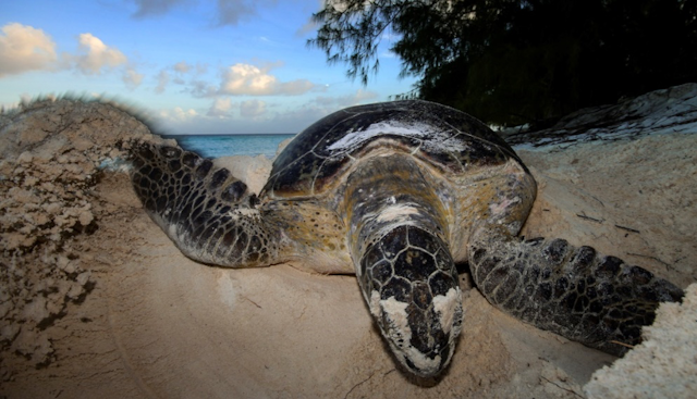 Sea turtle digging a nest on the beach