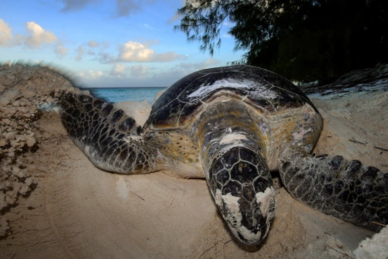 Sea turtle digging a nest on the beach