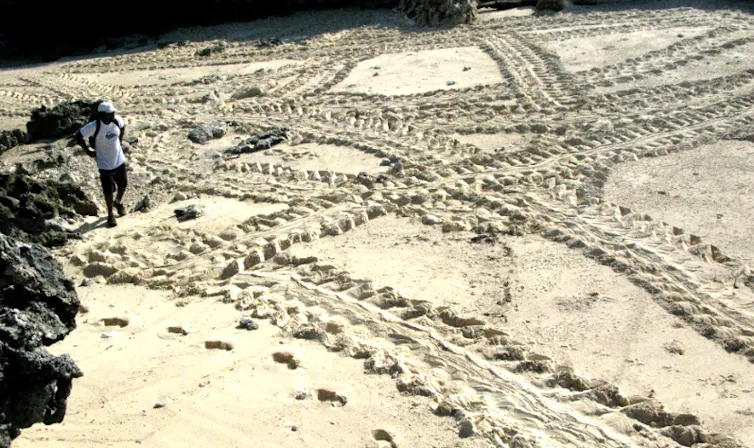 Ranger doing track counts on settlement beach