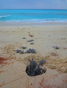 Hatchlings leaving the nest