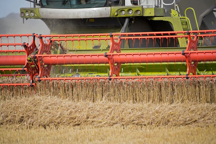 Combine harvester in wheat field