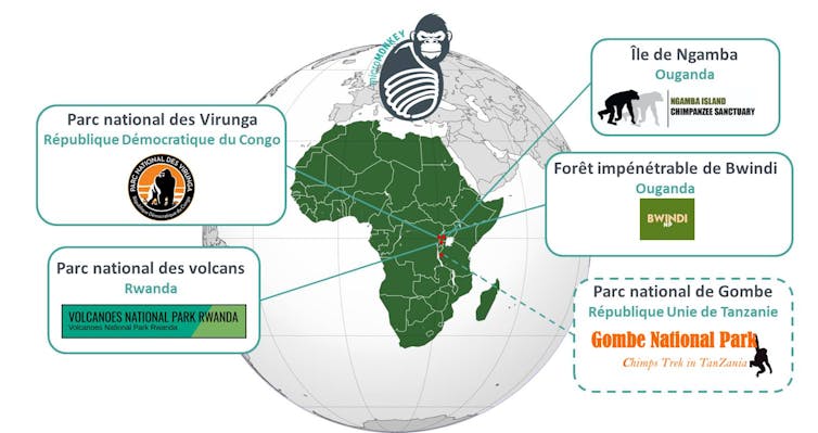 Carte avec les cinq principaux parcs partenaires en Ouganda, au Congo, Rwanda et en Tanzanie.