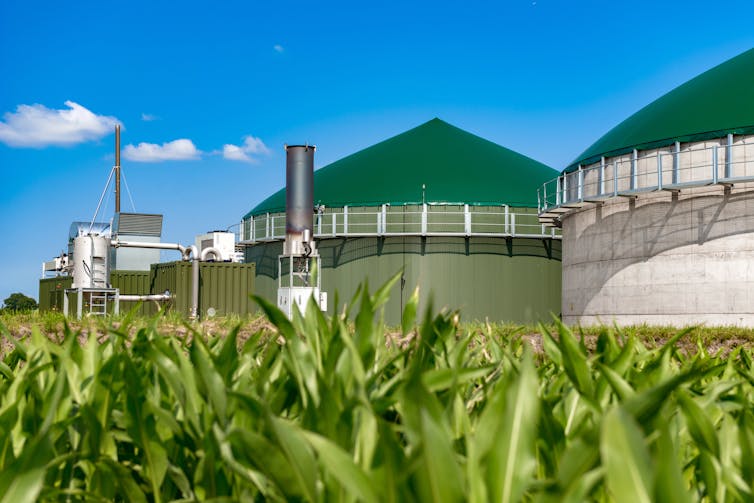 Two domed buildings surrounded by machinery and a maize crop.