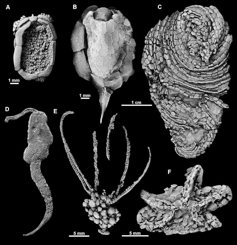 Representantes de equinodermos del Cámbrico con esqueleto de calcita mineralizado. A. Ctenocystoideo. B. Cincta. C. Helicoplacoideo. D. Soluta. E. Eocrinoideo. F. Edrioasteroideo.