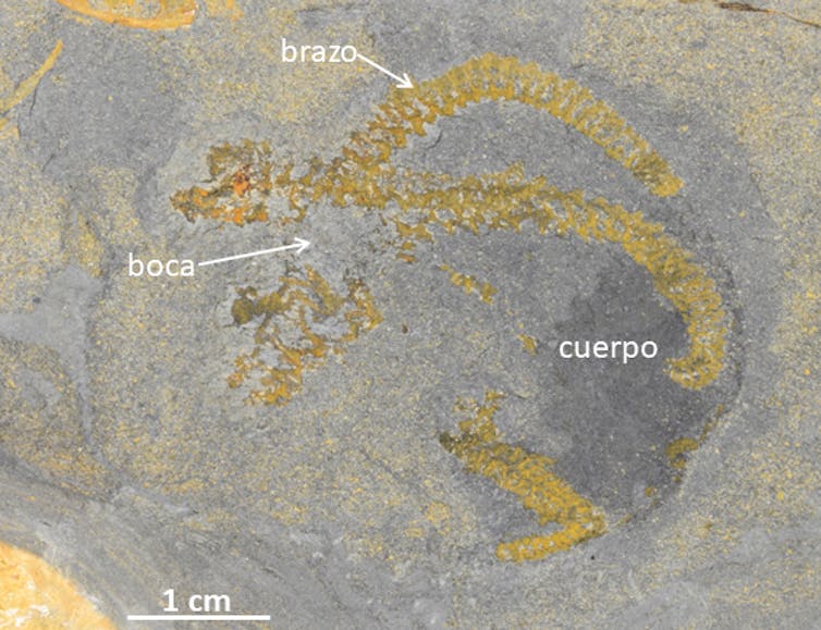 Fósil de Yorkicystis donde se muestran algunas partes de su cuerpo.