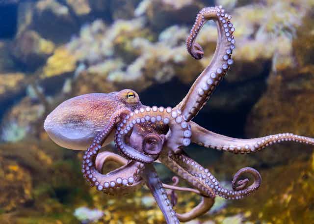 Close up of common octopus