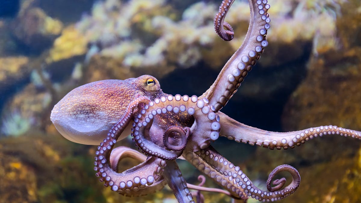 Octopus farms raise huge animal welfare concerns - and they're ...