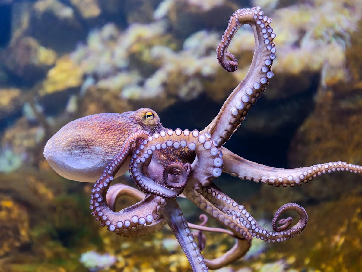 Octopus farms raise huge animal welfare concerns - and they're ...