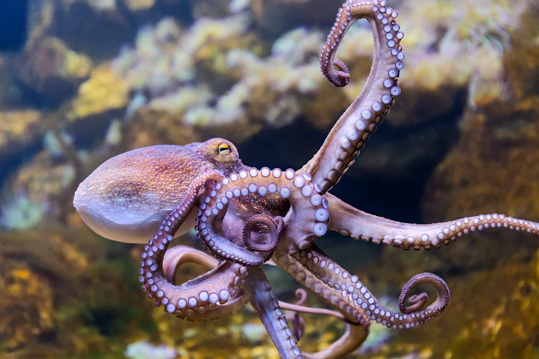 Close up of common octopus