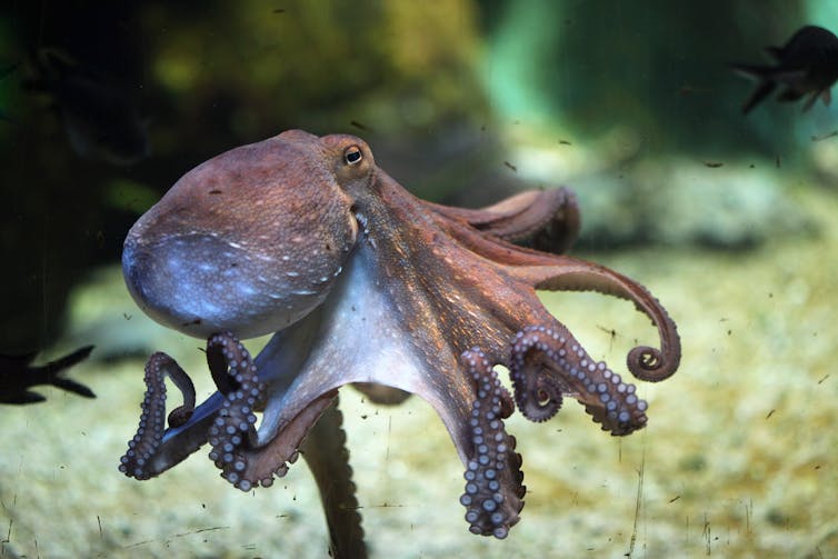 Common octopus swimming in the sea