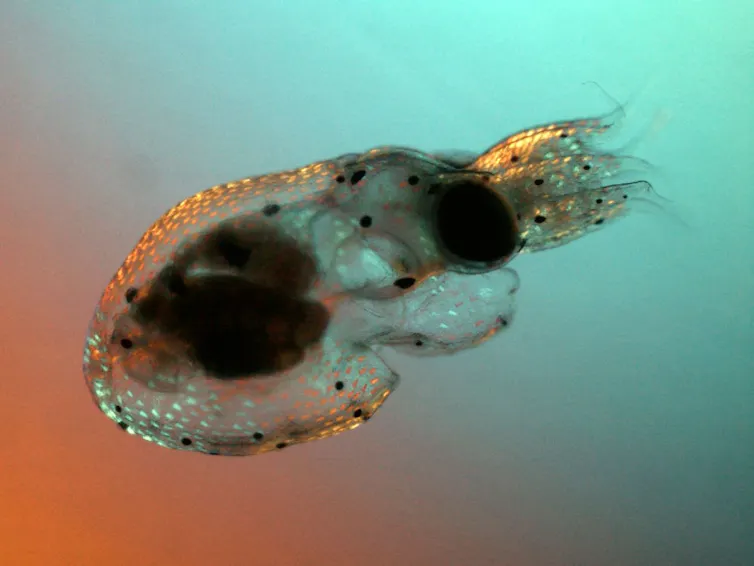 Paralarva de poulpe commun éclosant sous lumière polarisée. Le grossissement total du microscope est de 80X.