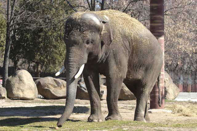 An elephant walking across grass.