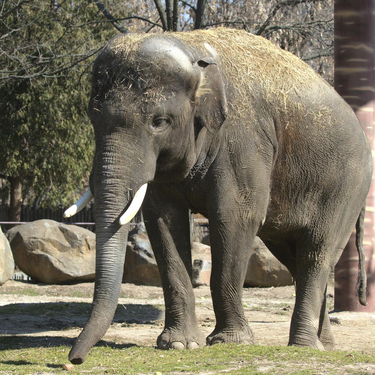 Ukraine's zoos: what is happening to all the animals