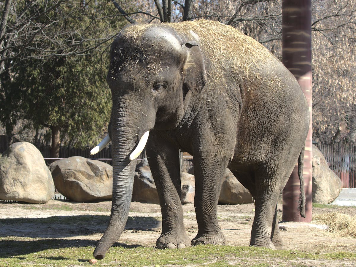 Ukraine's zoos: what is happening to all the animals