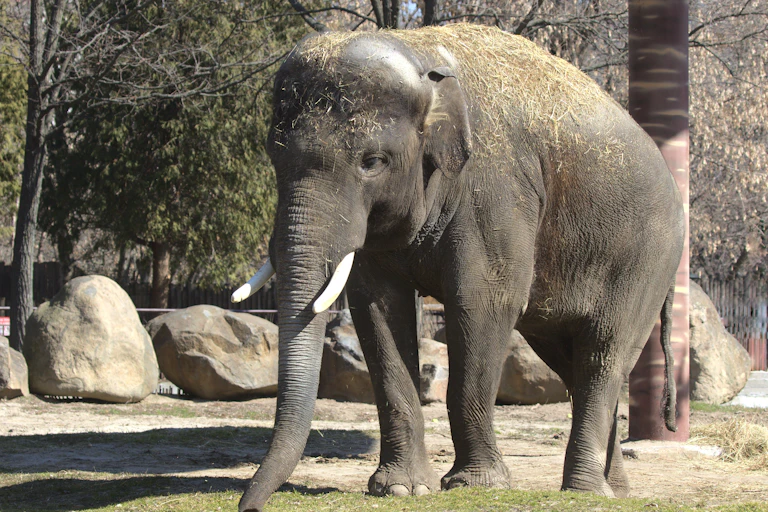 An elephant walking across grass.