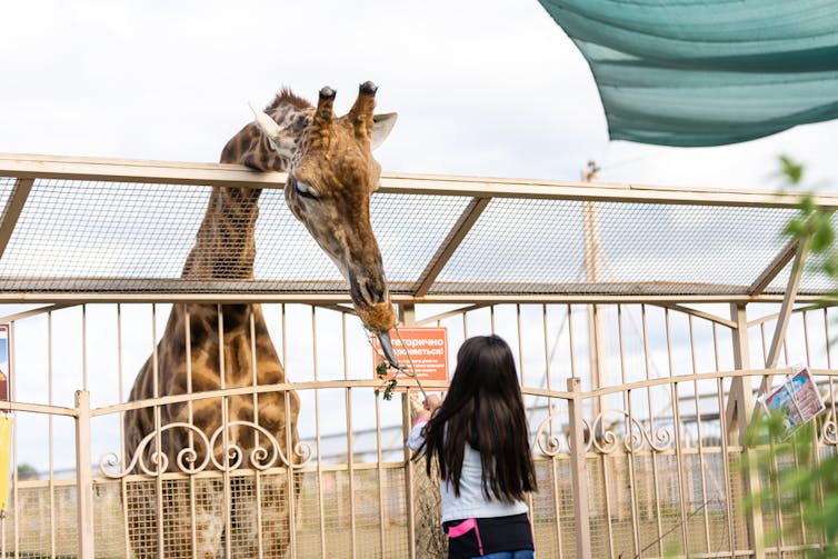A girl feeds a giraffe.