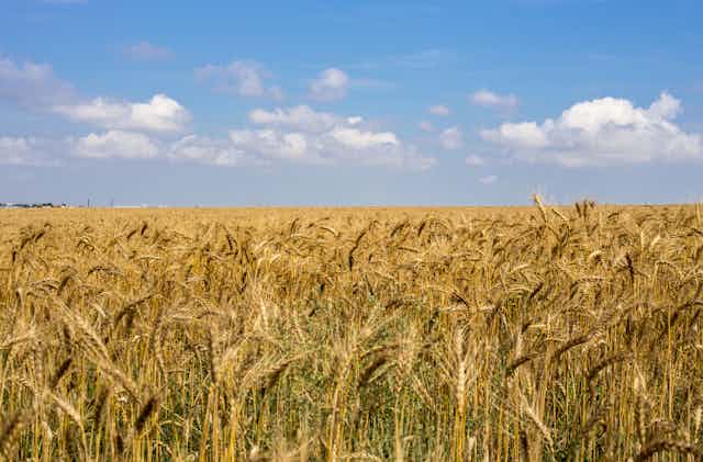 Stalks of wheat are seen in the foreground and extend to the horizon with a blue sky dotted with clouds