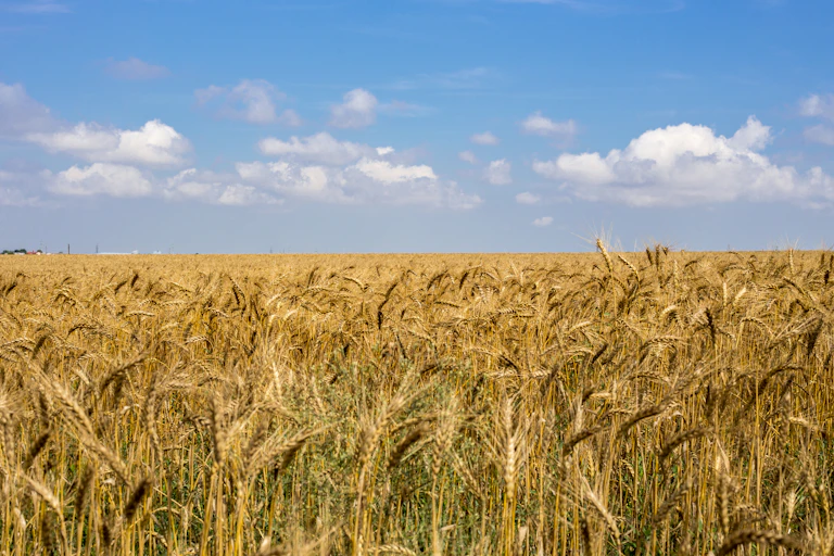 Stalks of wheat are seen in the foreground and extend to the horizon with a blue sky dotted with clouds