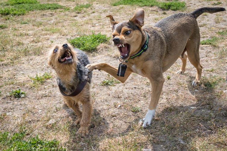two dogs snarling at one another