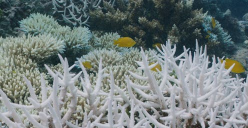 repeated coral bleaching leaves wildlife on the Great Barrier Reef with few options