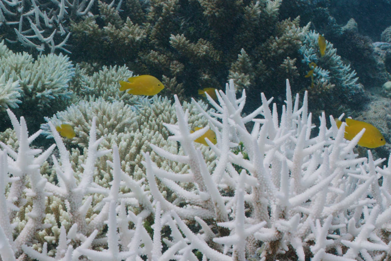 Bleached corals