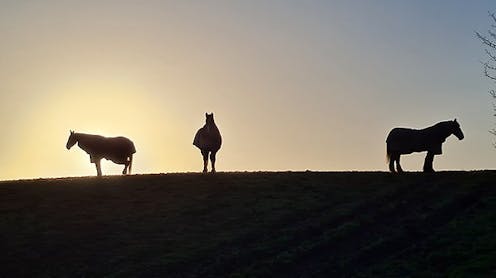 If animals could speak, would we understand them?