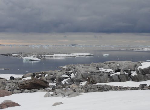 Record-smashing heatwaves are hitting Antarctica and the Arctic simultaneously. Here’s what’s driving them, and how they’ll impact wildlife