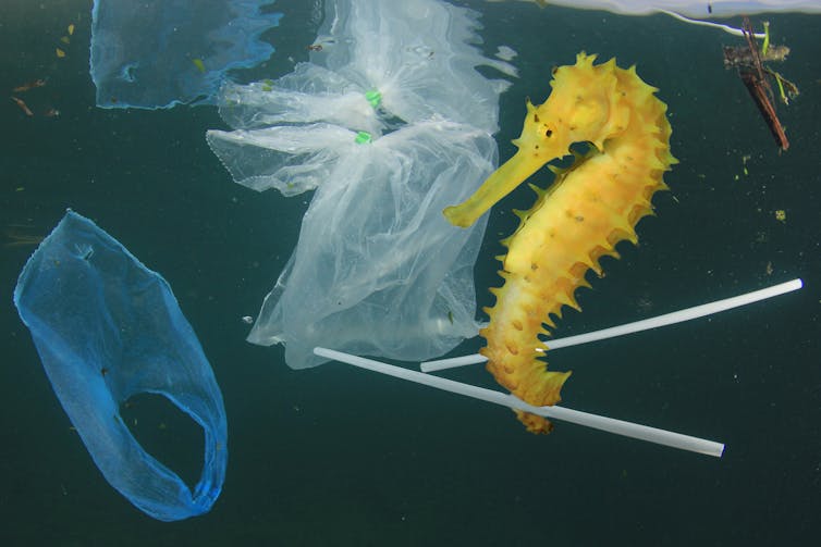 A yellow seahorse surrounded by plastic bags and tubes.