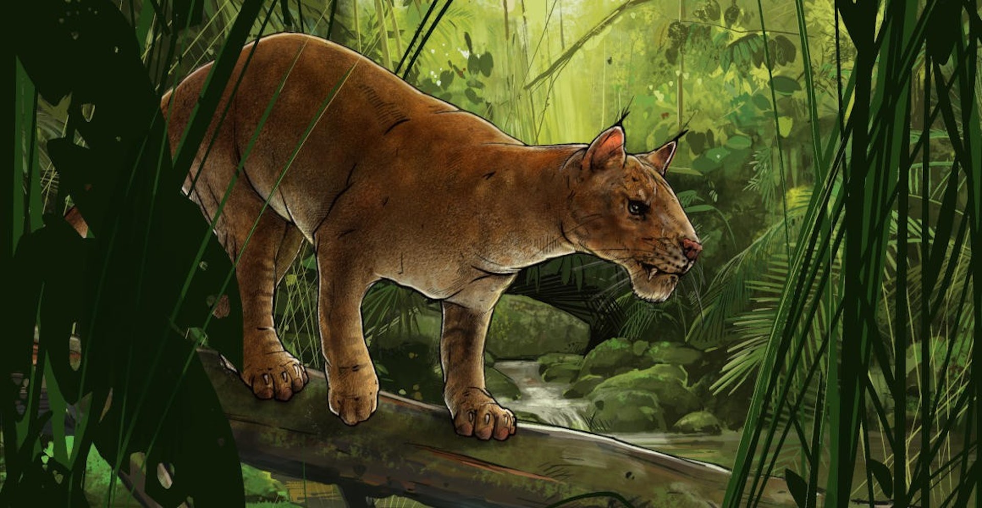How the first cat-like sabre-tooth predator was discovered – and