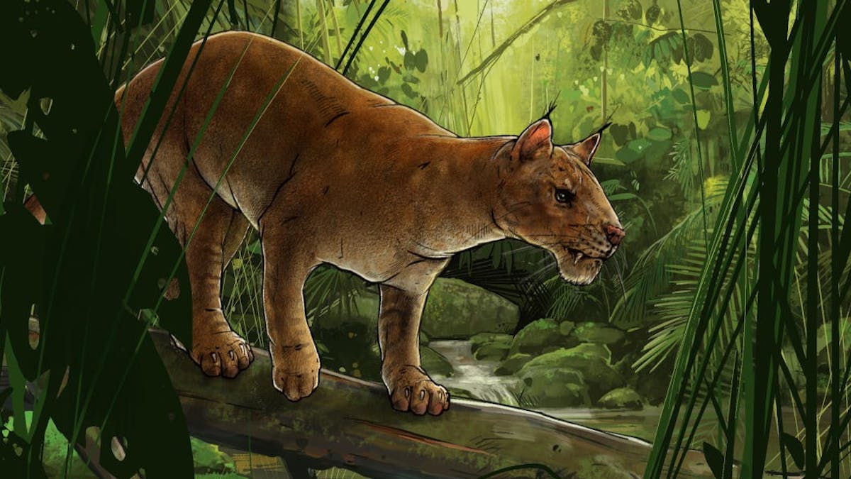 How the first cat-like sabre-tooth predator was discovered – and why it  differs from modern cats