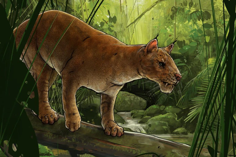 Diegoalerus in jungle