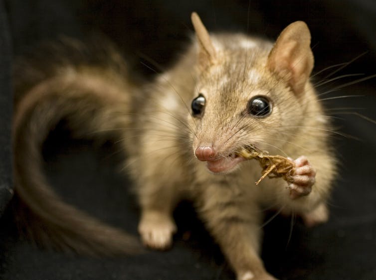 northern quoll eating