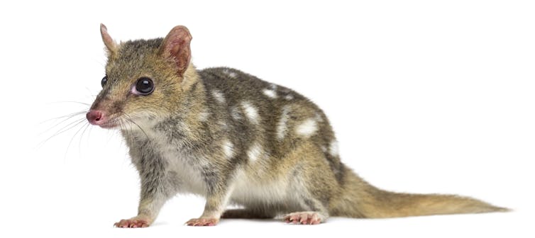 a spotted quoll