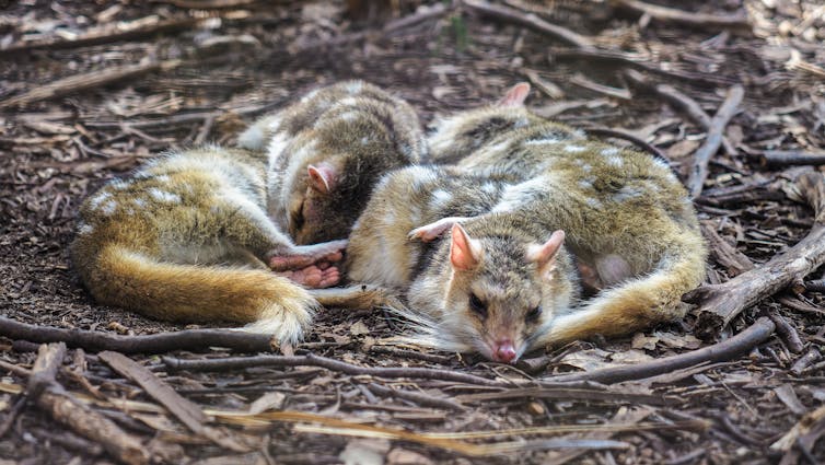a group of young sleeping quolls