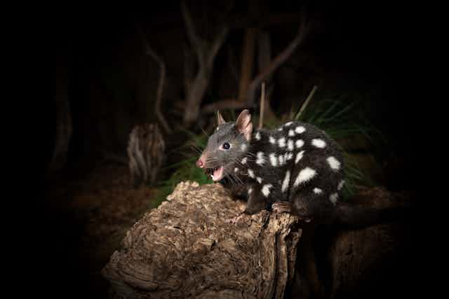 An eastern quoll on a log