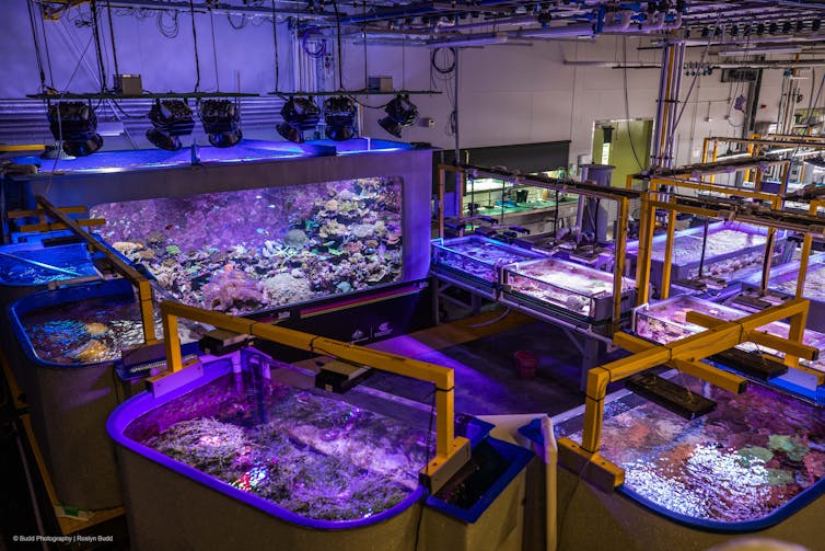 Coral in aquariums