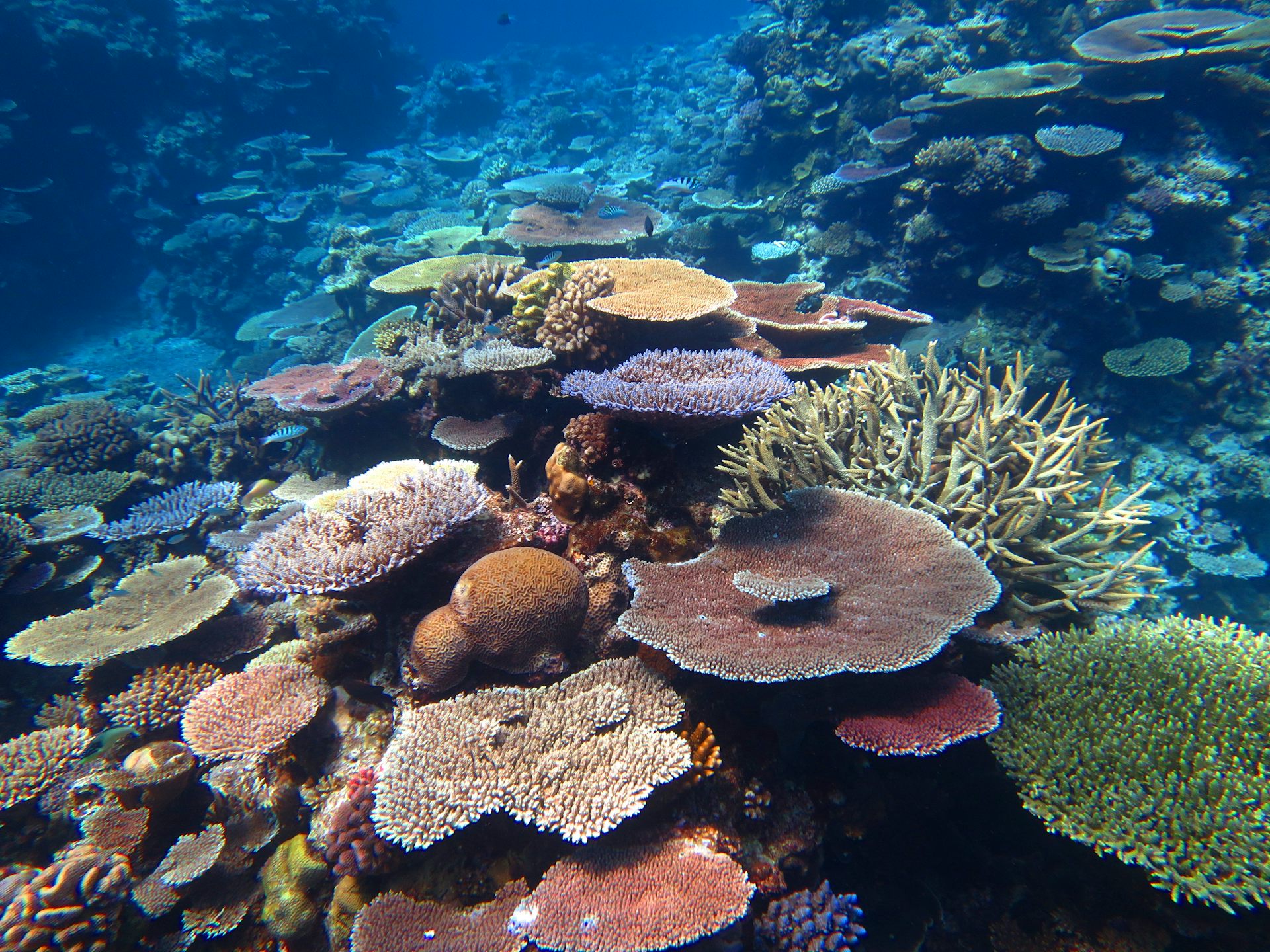 Saving The Great Barrier Reef | AIMS