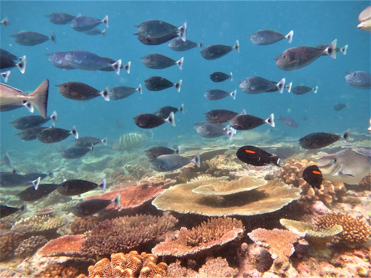 Grey fish swim over coral