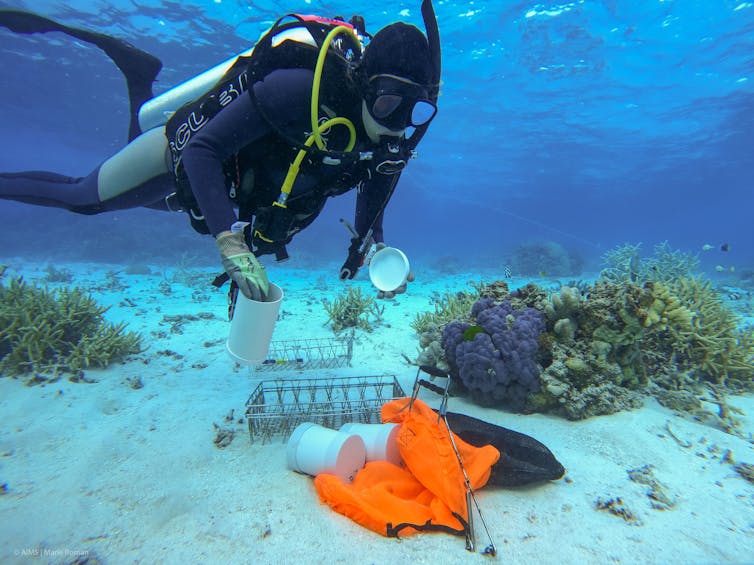 A diver experimenting in the reef