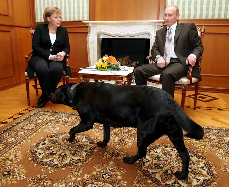 Image of Putin's pet dog Koney walks in the room, where Russian President Vladimir Putin (R) talks to German Chancellor Angela Merkel
