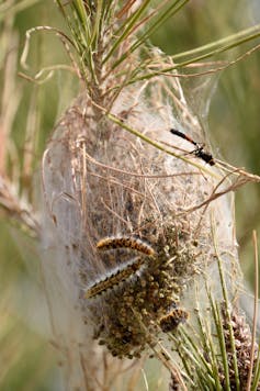 La Procesionaria Del Pino Es Un Síntoma, No Un Problema 4 Insecto en un nido de procesionarias