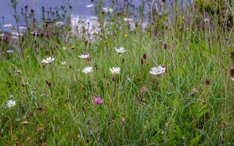 Flowers in grass