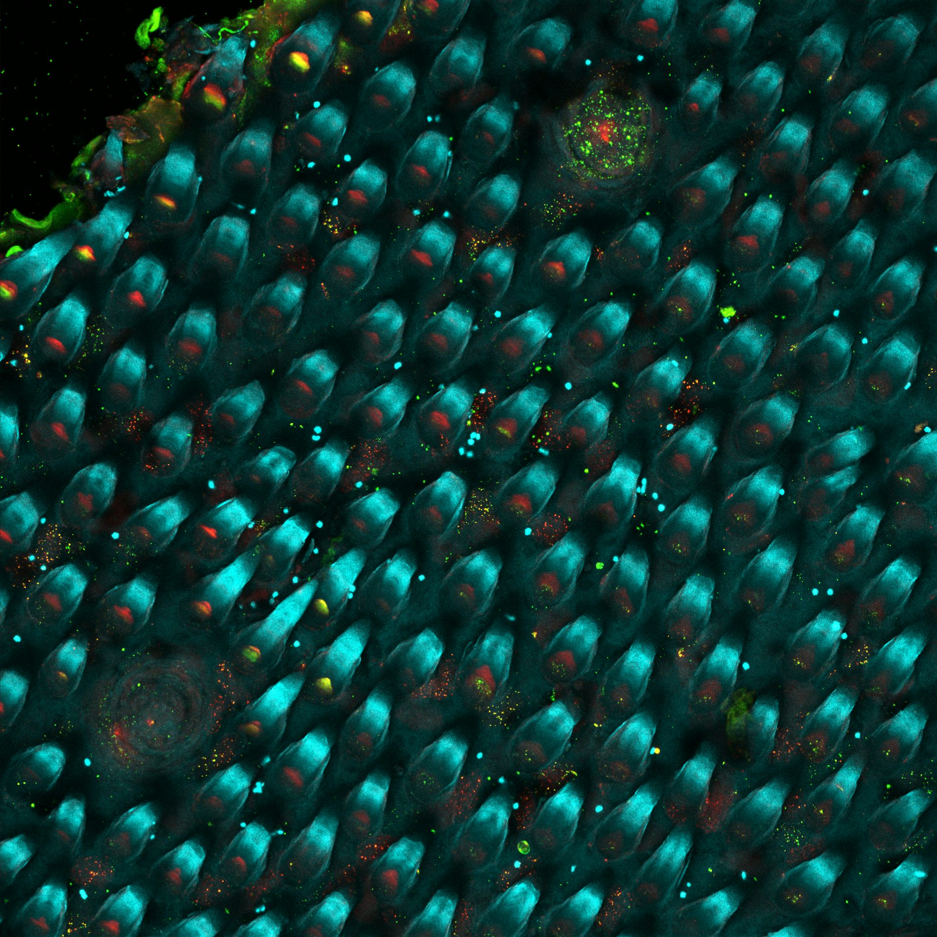 Una galassia sulla nostra lingua