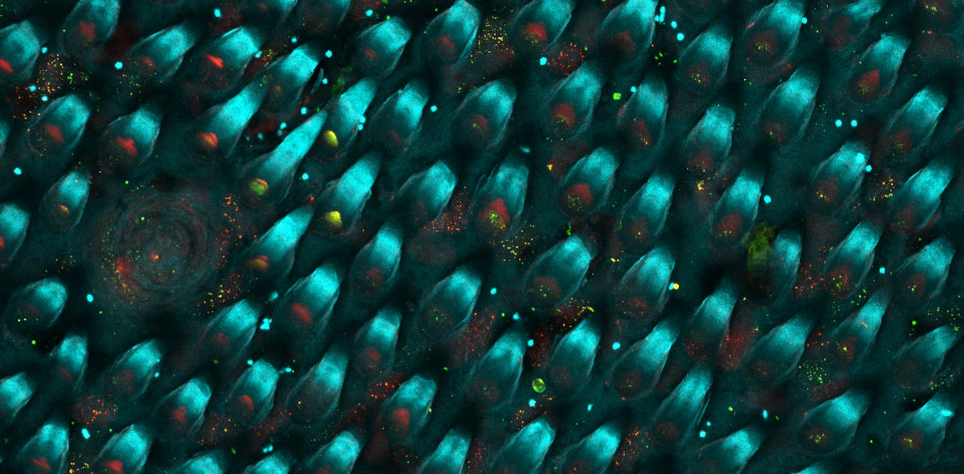 Una galassia sulla nostra lingua