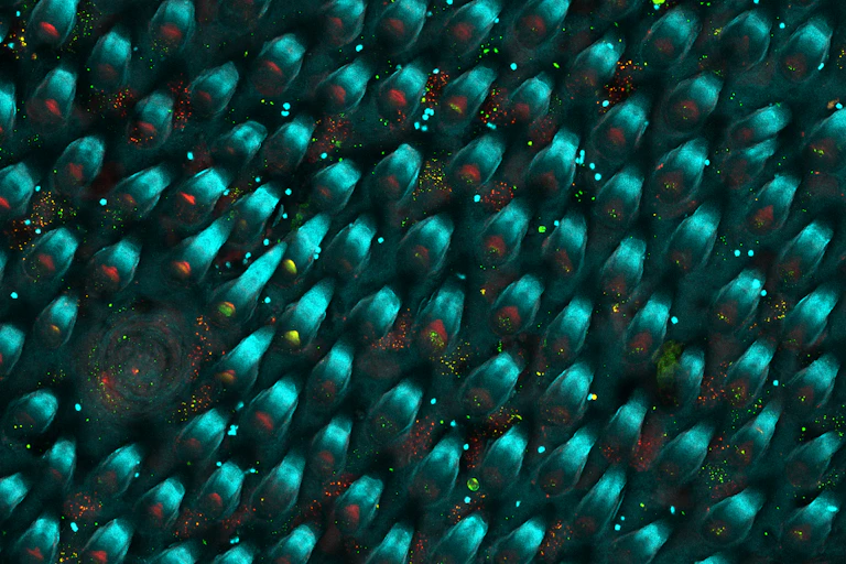 Surface recouvertes d'écailles bleues, laissant parfois place à des taches circulaires vertes et rouges.