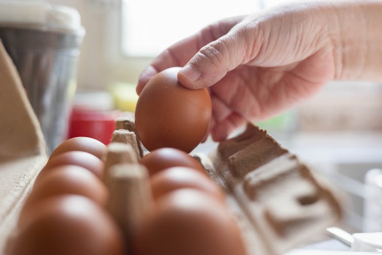 hand removes egg from carton