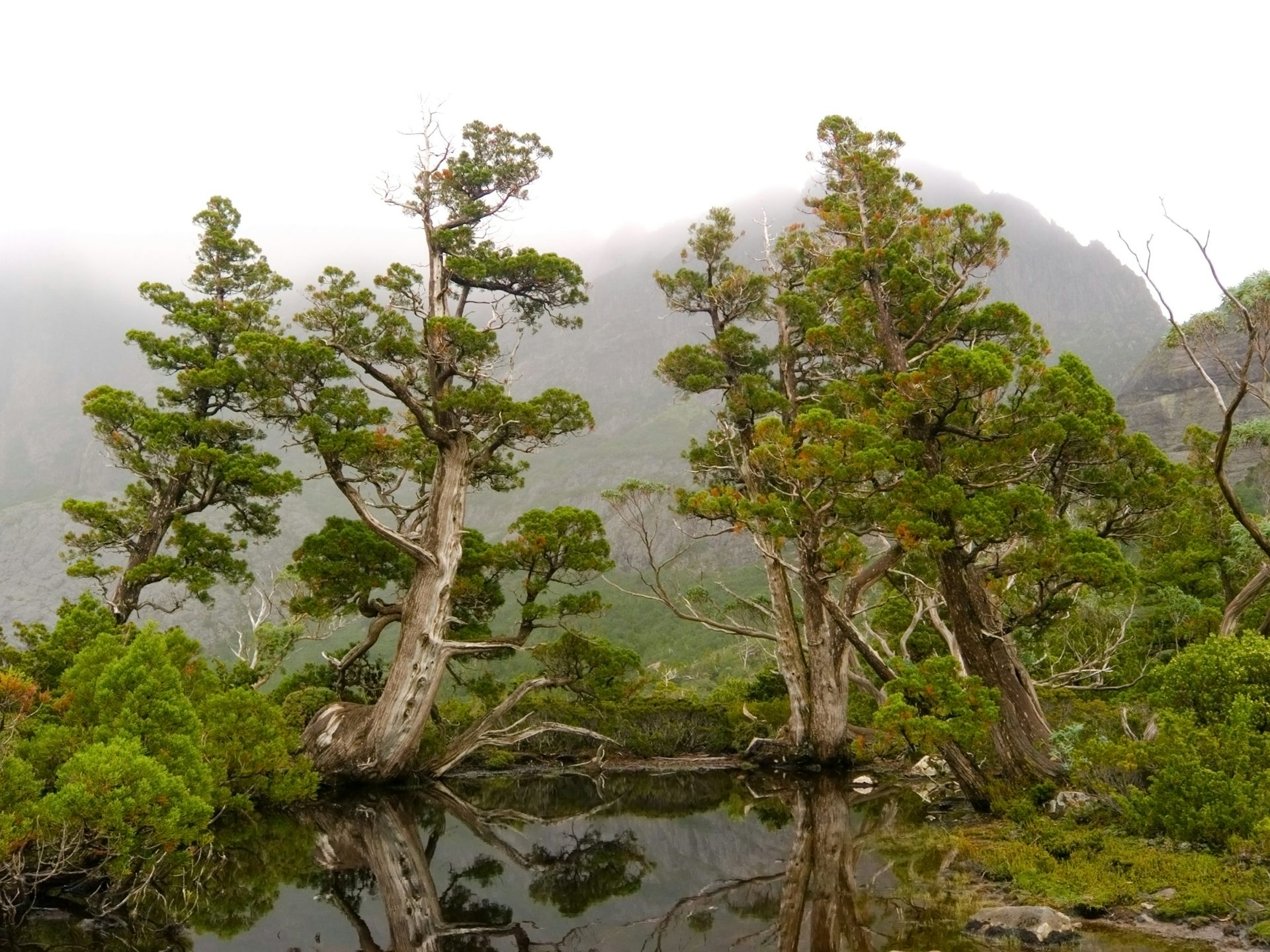 Tasmania’s Forests Are Burning More As Climate Change Dries Them Out ...