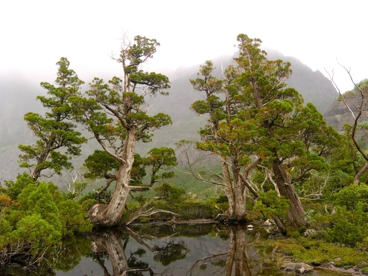 Tasmania’s forests are burning more as climate change dries them out. Our old tools can’t fight these new fires